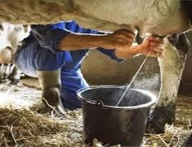 ਕੜਾਕੇ ਦੀ ਠੰਢ ਤੇ ਸੀਤ ਲਹਿਰ ਨੇ ਝੰਬੇ ਪਸ਼ੂ ਤੇ ਪਸ਼ੂ ਪਾਲਕ, ਦੁੱਧ ਉਤਪਾਦਨ 20 ਫ਼ੀਸਦੀ ਤਕ ਘਟਿਆ