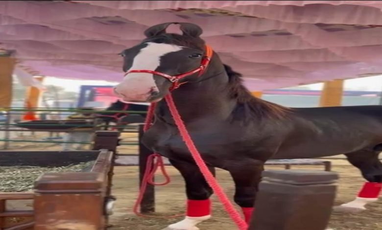 ਕੌਮੀ ਪਸ਼ੂ ਮੇਲੇ ’ਚ 21 ਕਰੋੜੀ ਮਾਰਵਾੜੀ ਨਸਲ ਦਾ ਘੋੜਾ ਬਣਿਆ ਖਿੱਚ ਦਾ ਕੇਂਦਰ, ਉਮਰ ਸਾਢੇ ਤਿੰਨ ਸਾਲ ਤੇ ਕੱਦ ਹੈ 72 ਇੰਚ, ਜਾਣੋ ਹੋਰ ਖੂਬੀਆਂ