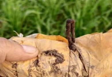 ਸੀ. ਆਈ. ਡੀ. ਵਿਭਾਗ ਦੀ ਮੁਸ਼ਤੈਦੀ ਨਾਲ ਖ਼ੇਤਾਂ ’ਚੋਂ ਹੈਰੋਇਨ ਬਰਾਮਦ