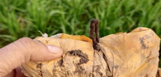 ਸੀ. ਆਈ. ਡੀ. ਵਿਭਾਗ ਦੀ ਮੁਸ਼ਤੈਦੀ ਨਾਲ ਖ਼ੇਤਾਂ ’ਚੋਂ ਹੈਰੋਇਨ ਬਰਾਮਦ