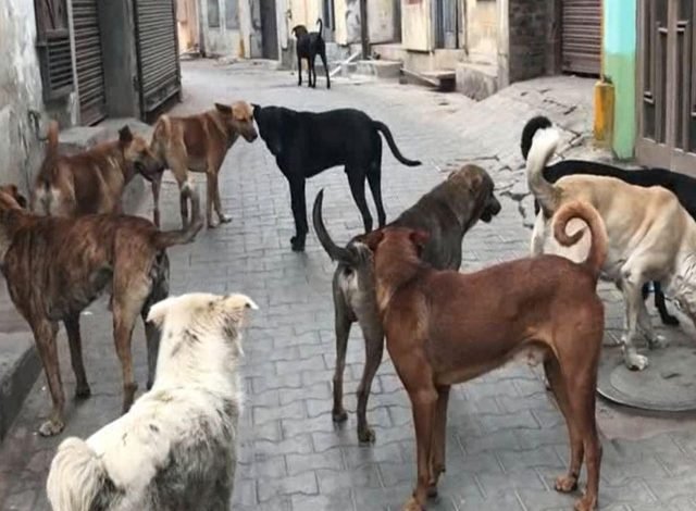 ਅਵਾਰਾ ਕੁੱਤਿਆਂ ਨੇ ਨੋਚਿਆ 3 ਸਾਲਾ ਬੱਚਾ, ਹੋਈ ਮੌਤ