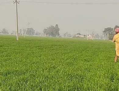 ਫਰਵਰੀ ਦੀ ਗਰਮੀ ਨੇ ਕਿਸਾਨਾਂ ਦੀ ਵਧਾਈ ਚਿੰਤਾ, ਕਣਕ ਦੀ ਫ਼ਸਲ 'ਤੇ ਮੰਡਰਾ ਰਹੇ ਸੰਕਟ ਦੇ ਬੱਦਲ ; ਅਗਲੇ ਚਾਰ ਦਿਨ ਮੀਂਹ ਪੈਣ ਦੀ ਸੰਭਾਵਨਾ
