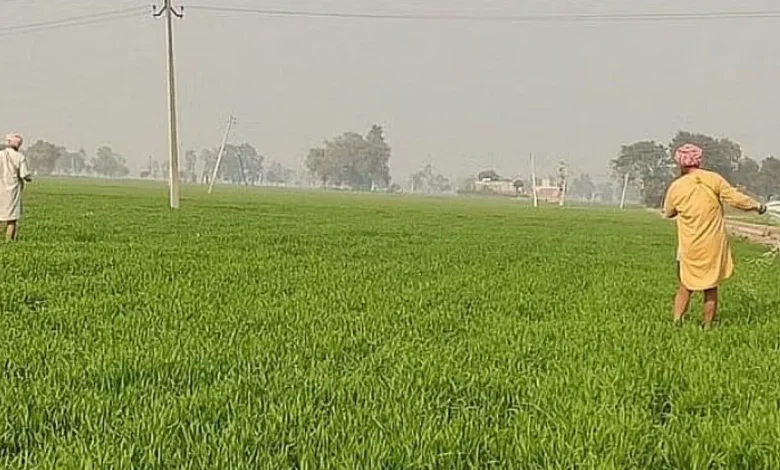 ਫਰਵਰੀ ਦੀ ਗਰਮੀ ਨੇ ਕਿਸਾਨਾਂ ਦੀ ਵਧਾਈ ਚਿੰਤਾ, ਕਣਕ ਦੀ ਫ਼ਸਲ 'ਤੇ ਮੰਡਰਾ ਰਹੇ ਸੰਕਟ ਦੇ ਬੱਦਲ ; ਅਗਲੇ ਚਾਰ ਦਿਨ ਮੀਂਹ ਪੈਣ ਦੀ ਸੰਭਾਵਨਾ