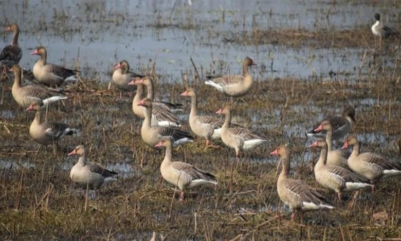 ਕੇਸ਼ੋਪੁਰ ਛੰਬ ’ਚ ਪਰਵਾਸੀ ਪੰਛੀਆਂ ਦੀ ਗਿਣਤੀ ਘੱਟੀ, 13 ਹਜ਼ਾਰ ਤੱਕ ਸਿਮਟੀ; 4 ਸਾਲ ਪਹਿਲਾਂ 20 ਹਜ਼ਾਰ ਤੋਂ ਵੱਧ ਦੀ ਹੁੰਦੀ ਰਹੀ ਆਮਦ