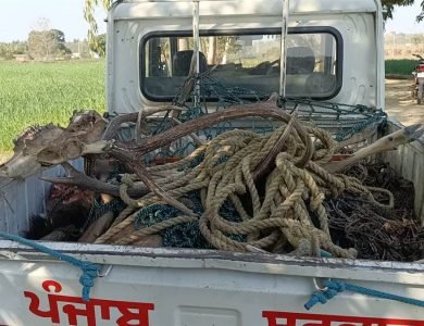 ਕੰਢੀ ਪਿੰਡ ਸਾਰੰਗਵਾਲ ’ਚ ਵੱਡੀ ਪੱਧਰ 'ਤੇ ਮਿਲੇ ਸਾਂਭਰਾਂ ਦੇ ਸਿਰ, ਖੱਲਾਂ ਤੇ ਹੱਡੀਆਂ ਮਿਲਣ ਤੋਂ ਬਾਅਦ ਹਿੱਲਿਆ ਪ੍ਰਸ਼ਾਸਨ