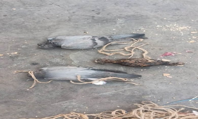 ਜੰਗਲੀ ਕਬੂਤਰਾਂ ਦਾ ਸ਼ਿਕਾਰ ਕਰਨ ਵਾਲੇ ਮੁਲਜ਼ਮ ਕਾਬੂ, ਹੈਲਪ ਫੌਰ ਐਨੀਮਲ ਸੰਸਥਾ ਦੇ ਦਖ਼ਲ ਮਗਰੋਂ ਬਾਅਦ ਪੁਲਿਸ ਨੇ ਕੀਤੀ ਕਾਰਵਾਈ