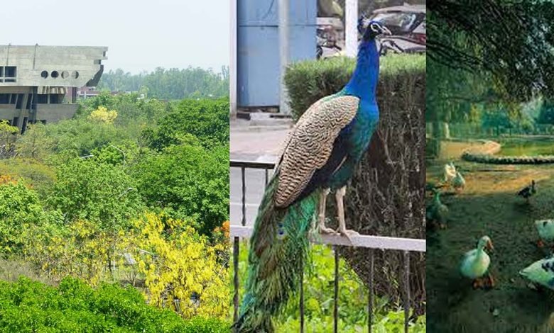 Vice-Chancellor Prof. (Dr.) Karamjeet Singh established the Animal Welfare Society on Guru Nanak Dev University campus Vice-Chancellor Prof. (Dr.) Karamjeet Singh established the Animal Welfare Society on Guru Nanak Dev University campus
