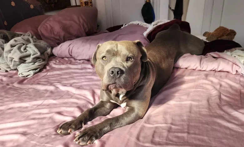 ਕੁੱਤੇ ਨੇ ਮਾਲਕ ਨੂੰ ਮਾਰੀ ਗੋਲ਼ੀ ! ਆਪਣੀ ਪ੍ਰੇਮਿਕਾ ਨਾਲ ਬਿਸਤਰੇ 'ਤੇ ਸੌਂ ਰਹੇ ਆਦਮੀ ਦਾ ਅਜੀਬੋ-ਗਰੀਬ ਦਾਅਵਾ, ਕੁੜੀ ਨੇ ਦੱਸੀ ਸਾਰੀ ਕਹਾਣੀ