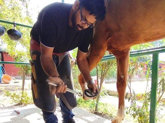 ਚੰਡੀਗੜ੍ਹ ਵਿੱਚ ਘੋੜਿਆਂ ਦੀ ਸਿਹਤ ਅਤੇ ਦੇਖਭਾਲ ਵੱਲ ਇੱਕ ਮਹੱਤਵਪੂਰਨ ਕਦਮ