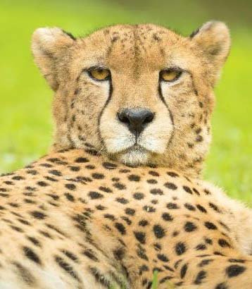 ਪੰਜਾਬ ਦੇ ਇਸ ਪਿੰਡ 'ਚ ਵੜਿਆ ਚੀਤਾ