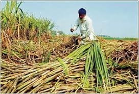 ਗੰਨਾ ਕਾਸ਼ਤਕਾਰਾਂ ਨੂੰ ਵੱਡੀ ਰਾਹਤ, ਕੇਂਦਰ ਨੇ ਗੰਨੇ ਦੀਆਂ ਕੀਮਤਾਂ 'ਚ ਇੰਨੇ ਰੁਪਏ ਫ਼ੀ ਕੁਇੰਟਲ ਕੀਤਾ ਵਾਧਾ; ਪੜ੍ਹੋ ਮੋਦੀ ਕੈਬਨਿਟ ਦੇ ਵੱਡੇ ਫ਼ੈਸਲੇ