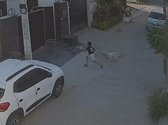 ਕੁੱਤੇ ਨੇ 6 ਸਾਲ ਦੇ ਬੱਚੇ ਨੂੰ ਬੇਰਹਿਮੀ ਨਾਲ ਨੋਚਿਆ, ਘਟਨਾ ਸੀਸੀਟੀਵੀ ਵਿੱਚ ਕੈਦ