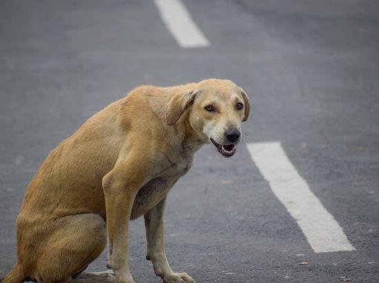 ਬਰਨਾਲਾ ਵਿੱਚ ਆਵਾਰਾ ਕੁੱਤਿਆਂ ਦਾ ਕਹਿਰ, ਲੋਕ ਪ੍ਰੇਸ਼ਾਨ