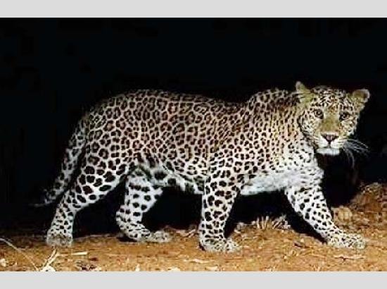 पंजाब : पेड़ पर बैठा दिखा तेंदुआ, इलाके में मचा हड़कंप, अफरा-तफरी का माहौल