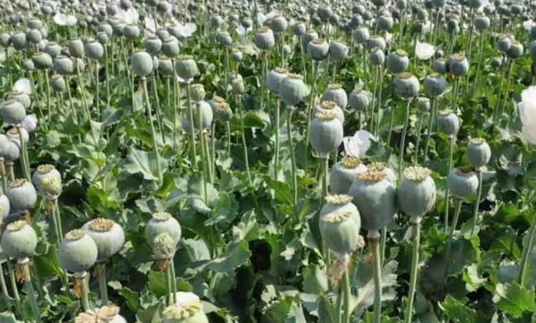 ਇਸ ਯੂਨੀਵਰਸਿਟੀ 'ਚ ਹੁੰਦੀ ਸੀ ਅਫੀਮ ਦੀ ਖੇਤੀ, 1000 ਤੋਂ ਵੱਧ ਮਿਲੇ ਪੌਦੇ; ਹਰਕਤ 'ਚ ਆਈ ਪੁਲਿਸ