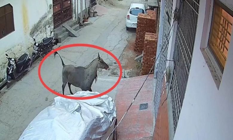 ਨੀਲ ਗਾਏ ਨੇ ਆਬਾਦੀ ਵਾਲੇ ਇਲਾਕੇ 'ਚ ਮਚਾਇਆ ਕਹਿਰ, ਕਿਸਾਨ 'ਤੇ ਹਮਲਾ ਕਰ ਉਤਾਰਿਆ ਮੌਤ ਦੇ ਘਾਟ