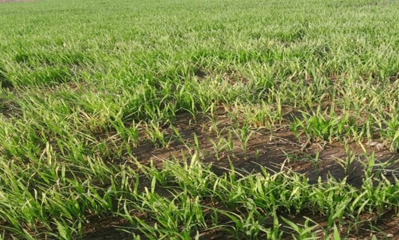 ਪਾਬੰਦੀ ਦੇ ਬਾਵਜੂਦ ਕਿਸਾਨਾਂ ਨੇ ਵੱਡੇ ਪੱਧਰ 'ਤੇ ਬੀਜੀ ਪੂਸਾ 44 ਦੀ ਪਨੀਰੀ, ਖੇਤੀਬਾੜੀ ਵਿਭਾਗ 'ਤੇ ਉੱਠੇ ਸਵਾਲ, ਕਿਸਾਨਾਂ ਵੱਲੋਂ ਪਨੀਰੀ ਬੀਜਣ ਮੌਕੇ ਕਿੱਥੇ ਸਨ ਅਧਿਕਾਰੀ