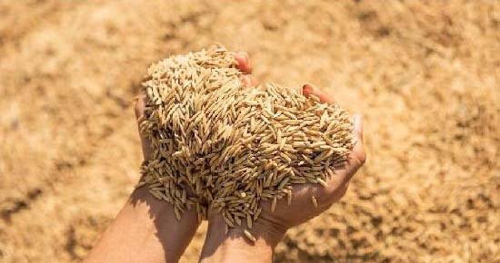 धान की खरीद में अब नहीं चलेगा पुराना सिस्टम, पंजाब सरकार ने लिया बड़ा फैसला