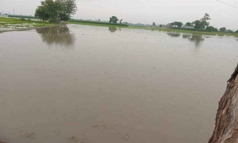 ਮੱਲਾਂਵਾਲਾ ’ਚ ਨਹਿਰ ਟੁੱਟਣ ਨਾਲ ਸੈਂਕੜੇ ਏਕੜ ਫਸਲ ਤਬਾਹ, ਕਿਸਾਨ ਪ੍ਰੇਸ਼ਾਨ ਮੱਲਾਂਵਾਲਾ ’ਚ ਨਹਿਰ ਟੁੱਟਣ ਨਾਲ ਸੈਂਕੜੇ ਏਕੜ ਫਸਲ ਤਬਾਹ, ਕਿਸਾਨ ਪ੍ਰੇਸ਼ਾਨ