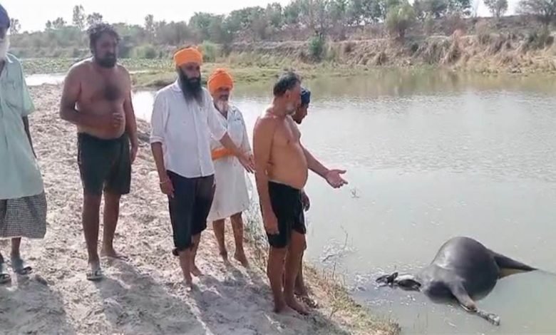 ਜ਼ਹਿਰੀਲਾ ਚਾਰਾ ਨਿਗਲਣ ਨਾਲ ਛੇ ਦੁਧਾਰੂ ਪਸ਼ੂਆਂ ਦੀ ਮੌਤ, ਚਾਰ ਦੀ ਹਾਲਤ ਗੰਭੀਰ