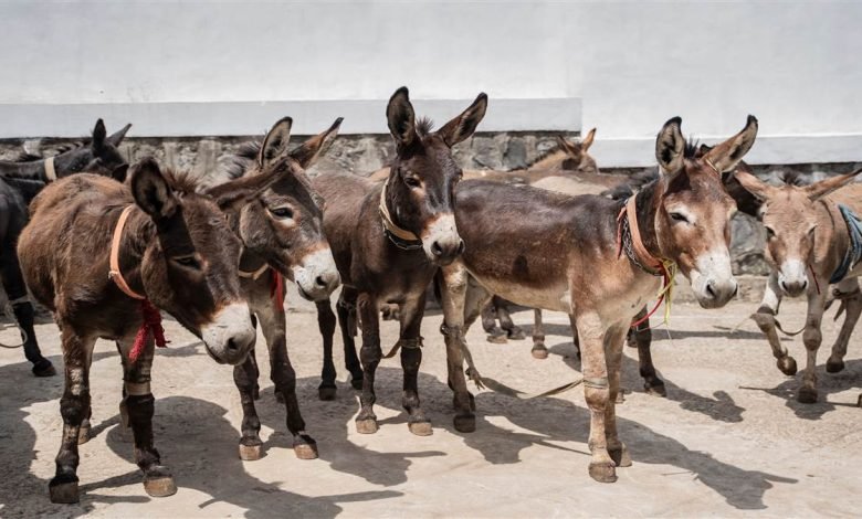 ਪਾਕਿਸਤਾਨ ਲਈ ਖੋਤੇ ਬਣੇ ਆਮਦਨ ਦਾ ਸੋਮਾ, ਗ਼ਰੀਬ ਵਰਗ ਦੇ ਲੋਕਾਂ ਲਈ ਰੋਜ਼ੀ-ਰੋਟੀ ਹੋਈ ਹੋਰ ਔਖੀ