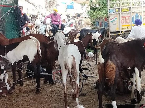 ਮਾਲੇਰਕੋਟਲਾ 'ਚ ਬਕਰੀਦ ਤੋਂ ਪਹਿਲਾਂ ਸਜੀ ਬੱਕਰਿਆਂ ਦੀ ਮੰਡੀ: ਖਰੀਦਦਾਰਾਂ ਦੀ ਲੱਗੀ ਭੀੜ 