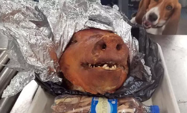 ਅਮਰੀਕਾ ਦੀ ਯਾਤਰਾ ਕਰਦੇ ਸਮੇਂ ਰਹੋ ਸਾਵਧਾਨ! ਇਸ ਛੋਟੀ ਜਿਹੀ ਗਲਤੀ ਲਈ ਭਰਨਾ ਪੈ ਸਕਦੈ ਭਾਰੀ ਜੁਰਮਾਨਾ; CBP ਨੇ ਦਿੱਤੀ ਚਿਤਾਵਨੀ