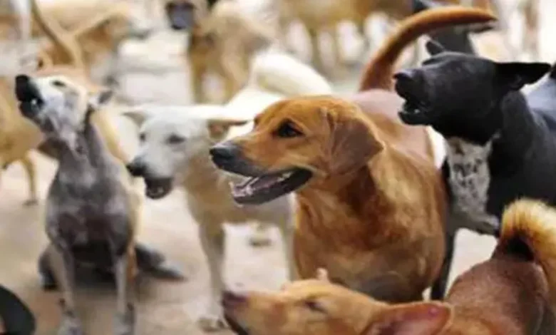 ਸਰਟੀਫਿਕੇਟ 'ਤੇ ਕੁੱਤੇ ਦੀ ਤਸਵੀਰ... ਮਾਂ ਦਾ ਨਾਮ ਕੁਤੀਆ ਦੇਵੀ