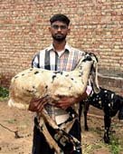 ਵੱਡੀ ਉਪਲਬਧੀ : ਮਾਨਸਾ ਜ਼ਿਲ੍ਹੇ ਦੇ ਬੱਕਰੀਆਂ ਚਾਰਨ ਵਾਲੇ ਨੇ ਕੀਤਾ UGC NET ਪਾਸ