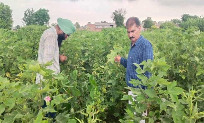 ਖੇਤੀਬਾੜੀ ਵਿਭਾਗ ਦੀਆਂ ਟੀਮਾਂ ਨੇ ਨਰਮਾ ਵਾਹੁਣ ਵਾਲੇ ਕਿਸਾਨਾਂ ਦੇ ਖੇਤਾਂ ਦਾ ਕੀਤਾ ਦੌਰਾ, ਵਿਭਾਗ ਦਾ ਦਾਅਵਾ ਚਿੱਟੀ ਮੱਖੀ ਕਰਕੇ ਫਸਲ ਨਹੀਂ ਵਾਹੀ