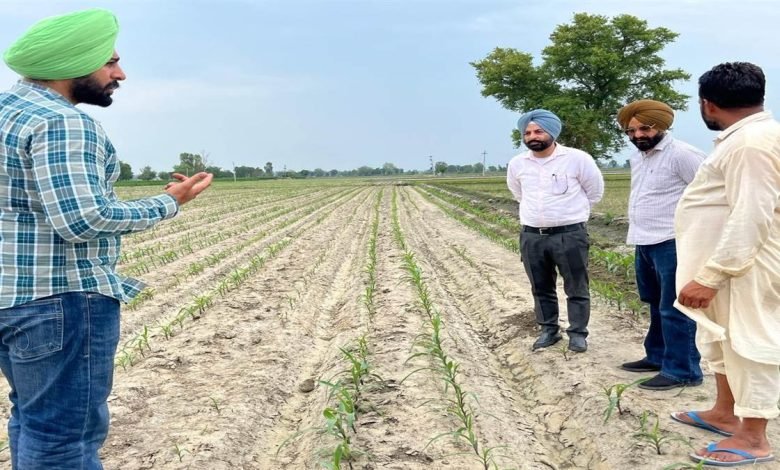 ਜ਼ਰੂਰਤ ਅਨੁਸਾਰ ਸੂਬੇ ਅੰਦਰ ਮੱਕੀ ਦੀ ਨਹੀਂ ਹੋ ਰਹੀ ਪੈਦਾਵਾਰ, ਹਰ ਸਾਲ ਲੱਖਾਂ ਟਨ ਦੂਜੇ ਰਾਜਾਂ ’ਚੋਂ ਮੱਕੀ ਮੰਗਵਾਉਣੀ ਪੈ ਰਹੀ