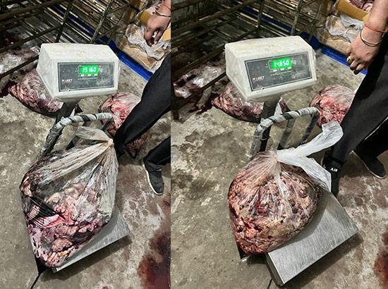 ਫਗਵਾੜਾ 'ਚ ਵੱਡੀ ਮਾਤਰਾ ਵਿੱਚ ਫੜਿਆ ਗਊ ਮਾਸ