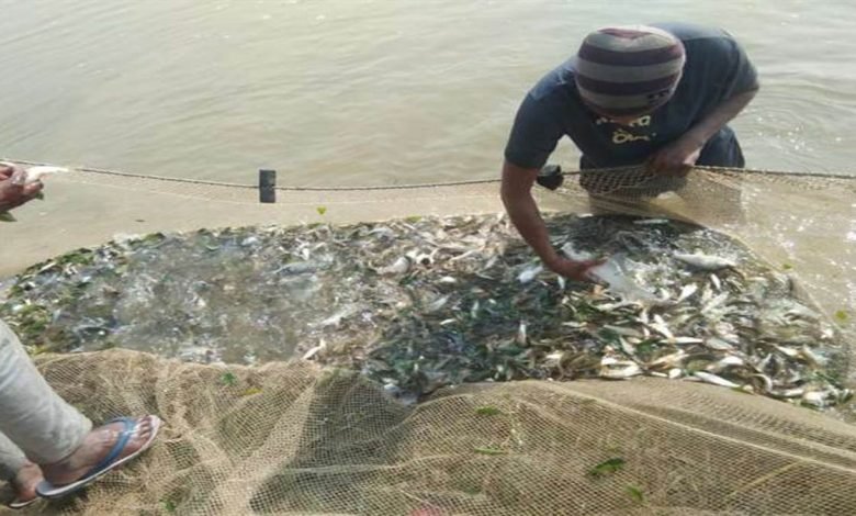 ਮੱਛੀ ਪਾਲਣ ਦੇ ਚਾਹਵਾਨਾਂ ਲਈ ਖੁਸ਼ਖਬਰੀ, 21 ਜੁਲਾਈ ਤੋਂ ਮੁੱਢਲੀ ਪੰਜ ਦਿਨਾਂ ਟ੍ਰੇਨਿੰਗ ਹੋਵੇੇਗੀ ਸ਼ੁਰੂ