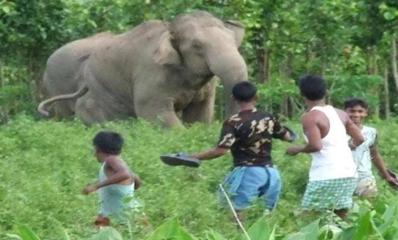 ਹਾਥੀ ਦੇ ਹਮਲੇ ਨਾਲ ਤਿੰਨ ਲੋਕਾਂ ਦੀ ਮੌਤ, ਸੁੰਡ ਨਾਲ ਫੜ੍ਹ ਕੇ ਪੈਰਾਂ ਨਾਲ ਕੁਚਲਿਆ ਹਾਥੀ ਦੇ ਹਮਲੇ ਨਾਲ ਤਿੰਨ ਲੋਕਾਂ ਦੀ ਮੌਤ, ਸੁੰਡ ਨਾਲ ਫੜ੍ਹ ਕੇ ਪੈਰਾਂ ਨਾਲ ਕੁਚਲਿਆ