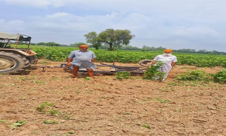 ਨਰਮੇ ’ਤੇ ਚਿੱਟੀ ਮੱਖੀ ਦਾ ਹਮਲਾ! ਕਿਸਾਨਾਂ ਨੇ ਵਾਹੀ ਚਾਰ ਏਕੜ ਫ਼ਸਲ; ਖੇਤੀਬਾੜੀ ਵਿਭਾਗ ਨੇ ਚਿੱਟੀ ਮੱਖੀ ਦੇ ਹਮਲੇ ਤੋਂ ਕੀਤਾ ਇਨਕਾਰ