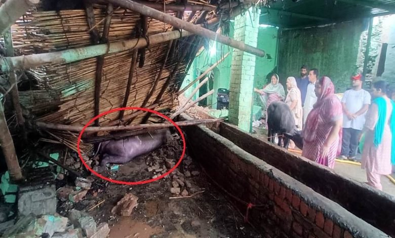 ਪੱਟੀ ਦੇ ਚੌਂਕ ਕਾਜ਼ੀਆਂ ਵਾਲਾ ’ਚ ਮੀਂਹ ਨਾਲ ਸ਼ੈੱਡ ਡਿੱਗਾ, ਇਕ ਮੱਝ ਤੇ ਇਕ ਗਾਂ ਦੀ ਮੌਤ