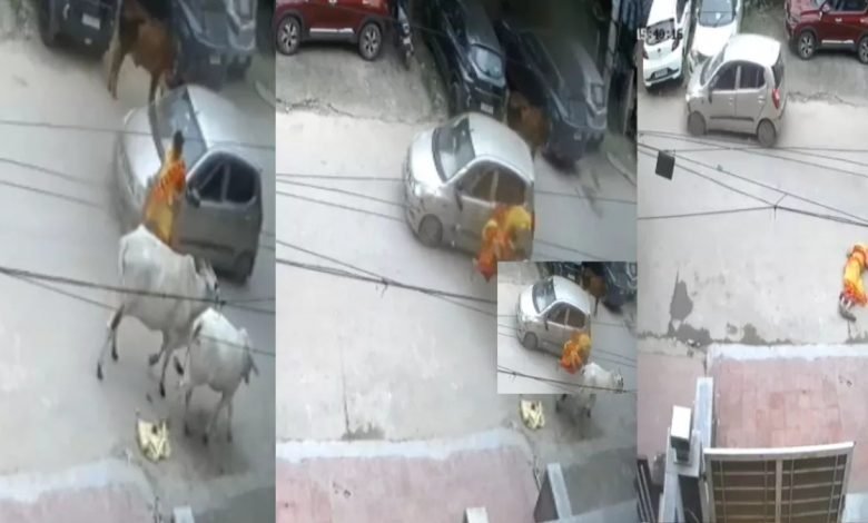 ਭਿਆਨਕ ਹਾਦਸਾ : ਤੇਜ਼ ਰਫ਼ਤਾਰ ਕਾਰ ਨੇ ਮਾਰੀ ਟੱਕਰ...ਤਿੰਨ ਫੁੱਟ ਉੱਚੀ ਉੱਡੀ ਔਰਤ; ਵੀਡੀਓ ਦੇਖ ਕੇ ਤੁਹਾਡੀ ਵੀ ਕੰਬ ਜਾਵੇਗੀ ਰੂਹ