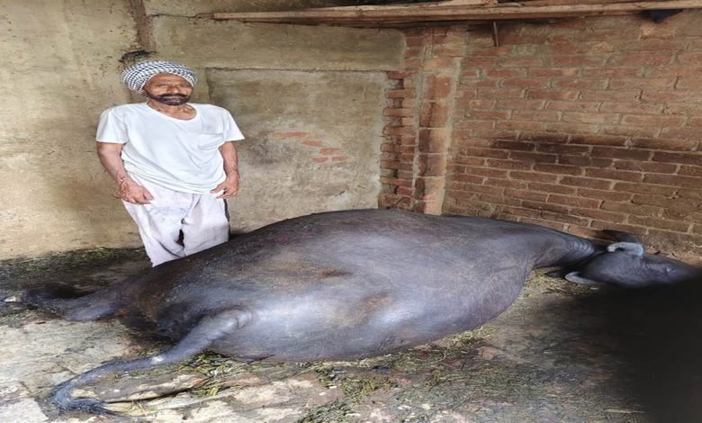 ਡੰਗਰਾਂ ਵਾਲੇ ਕਮਰੇ ’ਚ ਅੱਗ ਲੱਗਣ ਕਾਰਨ ਕੀਮਤੀ ਮੱਝ ਸੜੀ ਮਰੀ