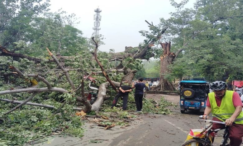 ਪਟਿਆਲਾ 'ਚ ਕਾਲੀ ਮਾਤਾ ਮੰਦਰ ਜਾਣ ਵਾਲੇ ਰਸਤੇ 'ਤੇ ਡਿੱਗਾ ਵੱਡਾ ਦਰੱਖਤ