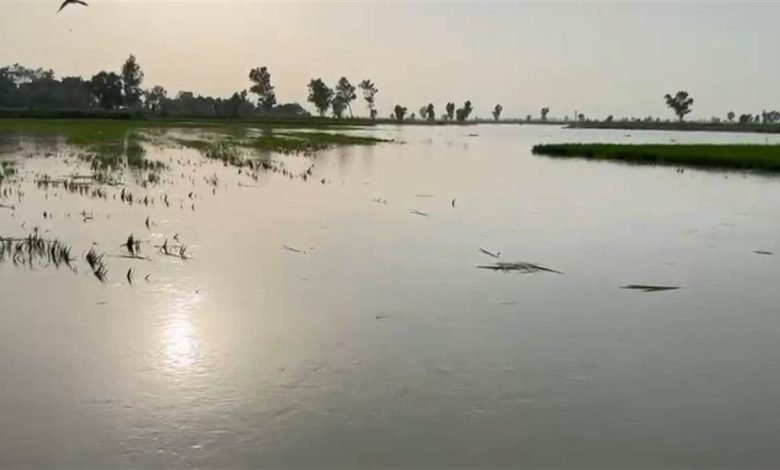 ਪਹਾੜਾਂ ’ਚ ਮੀਂਹ ਕਾਰਨ ਵਧਿਆ ਸਤਲੁਜ ਦਾ ਪੱਧਰ, 200 ਏਕੜ ਫਸਲ ਹੋਈ ਜਲਮਗਨ