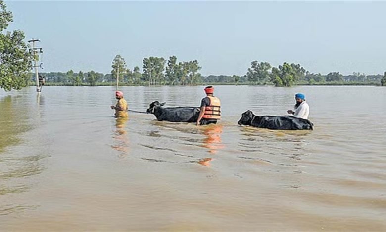 1988 'ਚ ਆਏ ਹੜ੍ਹ ਦਾ ਰਿਕਾਰਡ ਤੋੜ ਰਿਹੈ ਇਸ ਵਾਰ ਦਾ ਮੀਂਹ