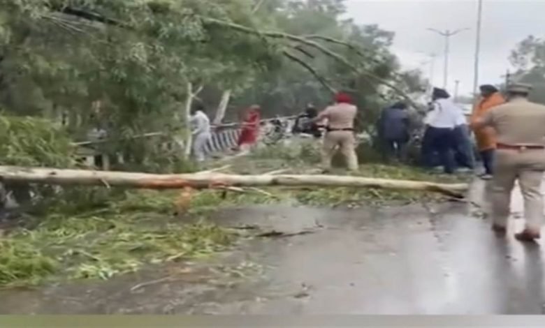ਫਲਾਈਓਵਰ 'ਤੇ ਦਰੱਖਤ ਡਿੱਗਣ ਨਾਲ ਟਰੈਫਿਕ ਹੋਈ ਪ੍ਰਭਾਵਿਤ