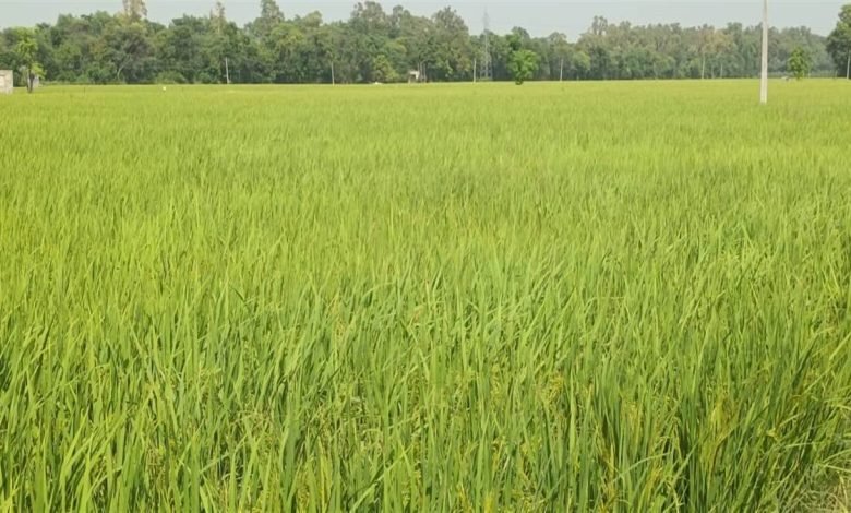 ਝੋਨੇ ਨੂੰ ਪਏ ਹਲਦੀ ਰੋਗ ਨੇ ਕਿਸਾਨਾਂ ਦੇ ਚਿਹਰਿਆਂ ’ਤੇ ਲਿਆਂਦੀ ਪਲੱਤਣ