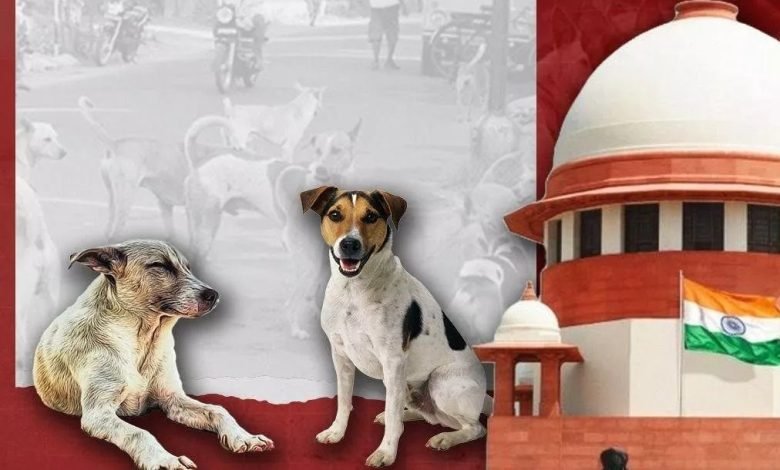 ਅਵਾਰਾ ਕੁੱਤਿਆਂ ਨਾਲ ਜੁੜੇ ਮਾਮਲਿਆਂ ਦੀ ਸੁਣਵਾਈ ਹੁਣ SC ਕਰੇਗਾ, ਹਾਈ ਕੋਰਟ ਨੇ ਲਿਆ ਫ਼ੈਸਲਾ