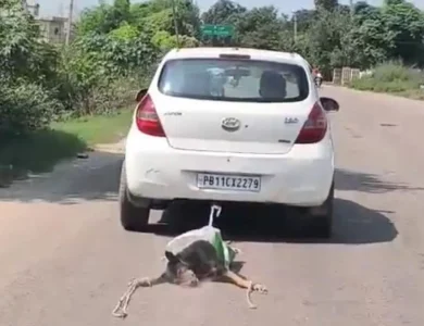 ਖੰਨਾ 'ਚ ਇਨਸਾਨੀਅਤ ਸ਼ਰਮਸਾਰ: ਮਰੇ ਕੁੱਤੇ ਨੂੰ ਕਾਰ ਨਾਲ ਬੰਨ੍ਹ ਕੇ ਤਿੰਨ Km ਤੱਕ ਘਸੀਟਿਆ