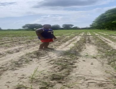 ਭਾਰੀ ਬਰਸਾਤ ਕਾਰਨ ਸਬਜ਼ੀਆਂ ਦੀ ਬਰਬਾਦੀ