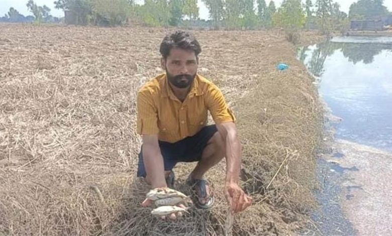 ਸਤਲੁਜ ਦੇ ਨਾਲ ਲੱਗਦੇ ਖੇਤਾਂ ’ਚੋਂ ਪਾਣੀ ਘਟਿਆ ਪਰ ਮੁਸ਼ਕਲਾਂ ਵਧੀਆਂ