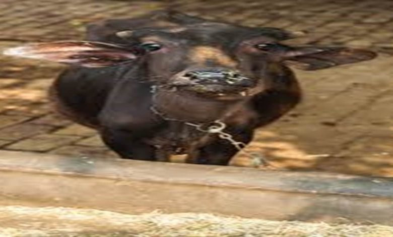 30 ਸਤੰਬਰ ਤੱਕ ਸਾਰੇ ਸੰਵੇਦਨਸ਼ੀਲ ਪਸ਼ੂਆਂ ਨੂੰ ਲਗਾਈ ਜਾਵੇਗੀ ਬੂਸਟਰ ਡੋਜ਼, ਪਸ਼ੂ ਪਾਲਣ ਵਿਭਾਗ ਨੇ ਕੀਤਾ ਫ਼ੈਸਲਾ