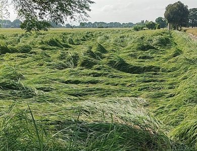 ਅੰਬਰੋਂ ਮੁੜ ਵਰ੍ਹਿਆ ਕਹਿਰ, ਫ਼ਸਲਾਂ ਵਿਛੀਆਂ, ਅੰਨਦਾਤਾ ਪਰੇਸ਼ਾਨ; ਮੰਡੀਆਂ ’ਚ ਵੀ ਫ਼ਸਲ ਖ਼ਰਾਬ ਹੋਣ ਦਾ ਖ਼ਦਸ਼ਾ