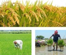 ਪੰਜਾਬ ਦੇ CM ਮਾਨ ਦੀ ਸਰਕਾਰ ਨੇ ਕਿਸਾਨਾਂ ਲਈ ਲਿਆ ਵੱਡਾ ਫੈਸਲਾ